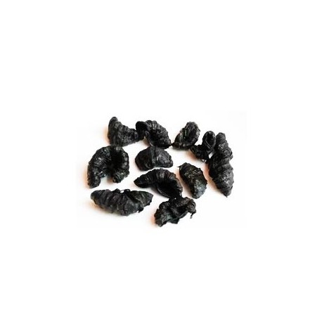 GARCINIA CAMBOGIA